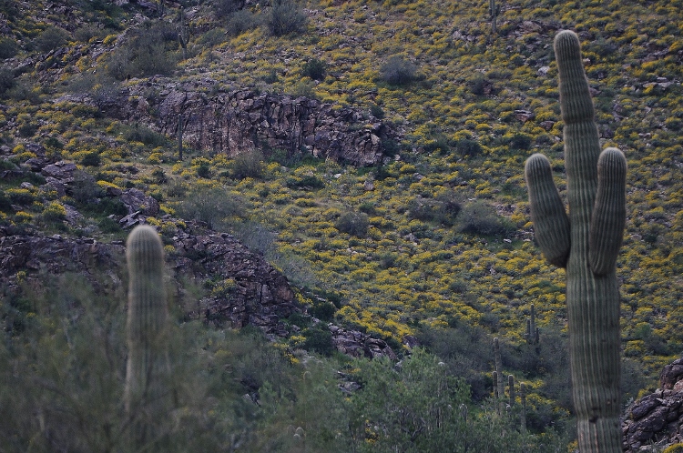 hills with brittlebush